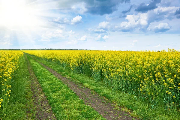 Грунтовая дорога в рапсовом желтом цветочном поле, яркое солнце, красивый весенний пейзаж — стоковое фото