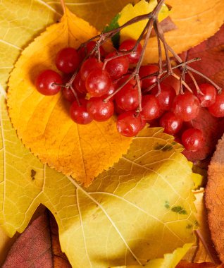 Sarı yapraklar sonbaharda kökenli kartopu berry. Sonbahar sezonu, çevre gıda ve hasat kavramı