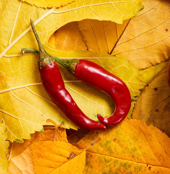 Papryka chili na jesień tło z żółtych liści. Upadek season, eko żywność i zbiorów koncepcja — Zdjęcie stockowe