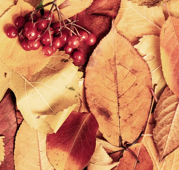 Вибурнум ягоды на осеннем фоне из желтых листьев. Осенний сезон, экологическая еда и концепция сбора урожая — стоковое фото