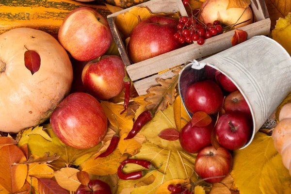 Sarı yapraklar, elma, kabak sonbahar kökenli. Sonbahar sezonu, çevre gıda ve hasat kavramı