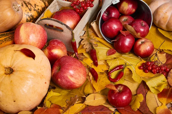 Sarı yapraklar, elma, kabak sonbahar kökenli. Sonbahar sezonu, çevre gıda ve hasat kavramı