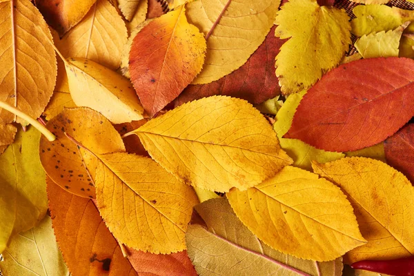 Ovoce a zelenina na pozadí spadané listí, podzimní sezóna — Stock fotografie