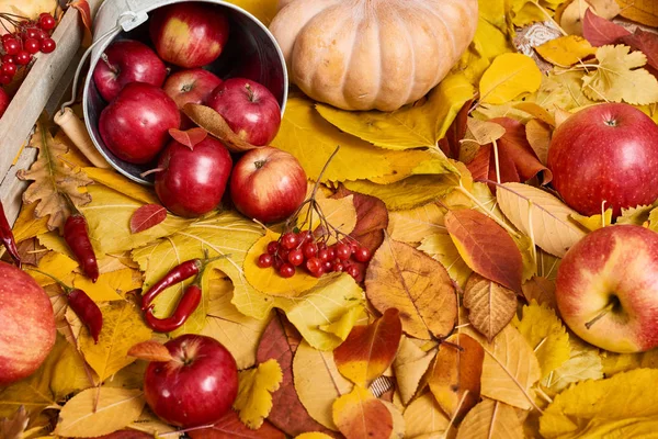Sarı yapraklar, elma, kabak sonbahar kökenli. Sonbahar sezonu, çevre gıda ve hasat kavramı