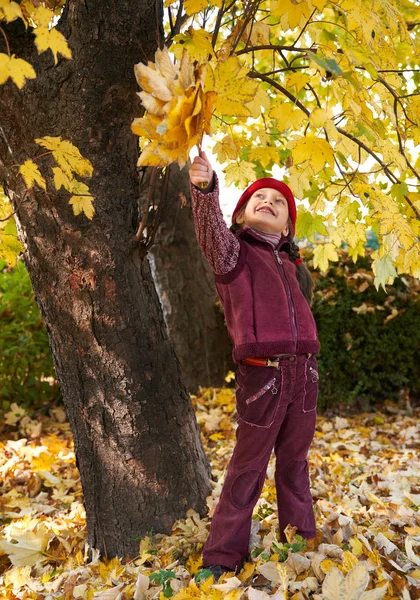 秋の森のポーズ、黄色の女の子の葉し、背景の木 — ストック写真