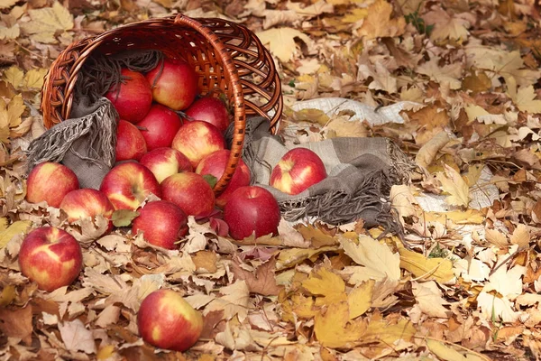 Basket with apples in autumn forest, yellow leaves background — Stock Photo, Image