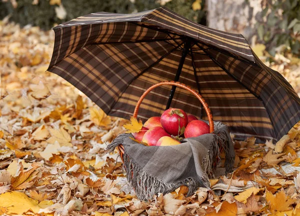 basket with apples under umbrella in autumn forest, yellow leaves background