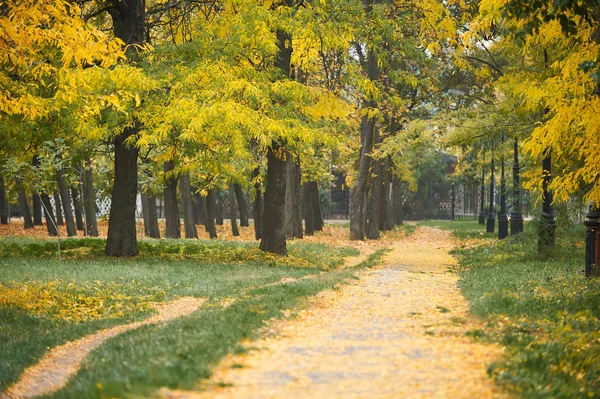 Parkway com árvores de outono no parque, grama verde e folhas amarelas — Fotografia de Stock