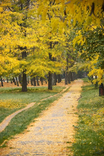 Διάδρομος με φθινοπωρινά δέντρα στο πάρκο, πράσινο γρασίδι και κίτρινα φύλλα — Φωτογραφία Αρχείου