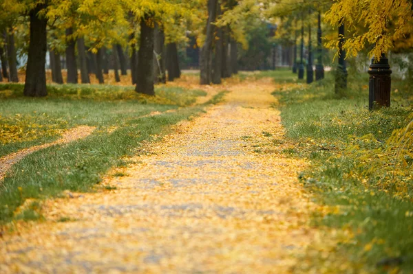 Sonbahar ile yol park, yeşil çim ve sarı yapraklar ağaçlar — Stok fotoğraf