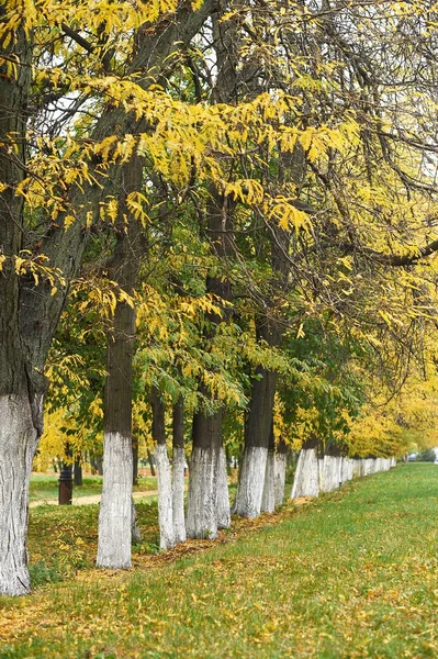 Bir satır, yeşil çim ve sarı yapraklar halinde düzenlenmiş Park sonbahar ağaçlar — Stok fotoğraf