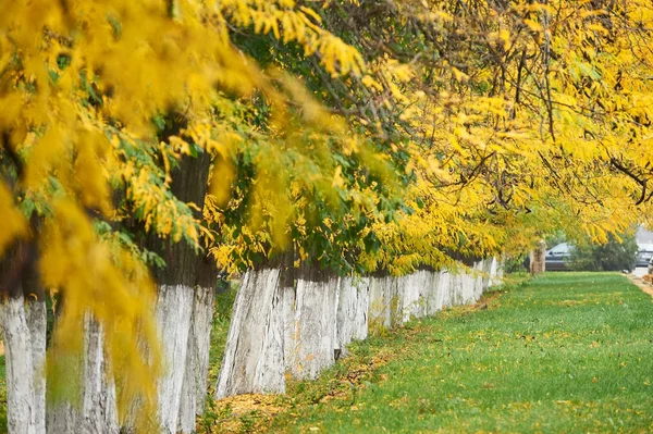 Alberi autunnali disposti in fila, erba verde e foglie gialle — Foto Stock