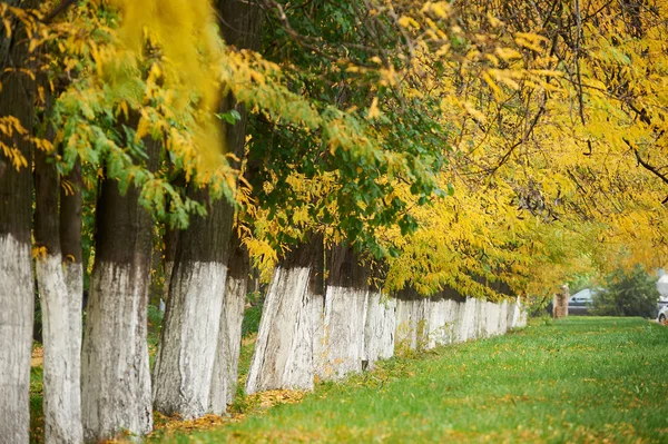 Autumn trees in city park arranged in a row, green grass and yellow leaves — Stock Photo, Image