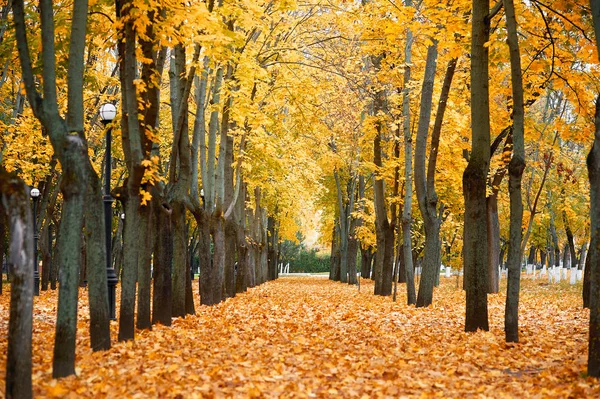 Podzimní sezóna, žluté stromy v parku, větve a listy jako pozadí — Stock fotografie