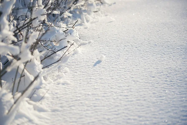 Schneebedeckte Zweige als abstrakter Hintergrund oder Winterlandschaft — Stockfoto