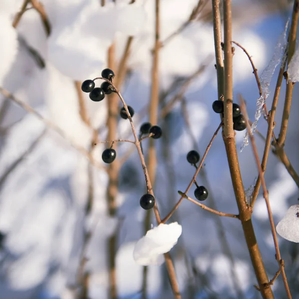 Neve coberto ramos como fundo abstrato ou paisagem de inverno — Fotografia de Stock