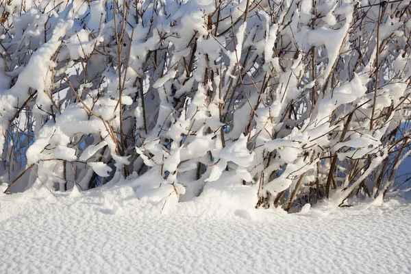 Neve coberto ramos como fundo abstrato ou paisagem de inverno — Fotografia de Stock