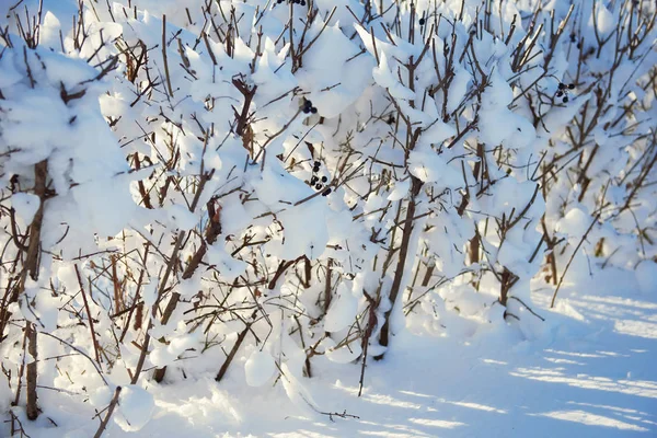 雪覆われた抽象的な背景や冬の風景として枝 — ストック写真