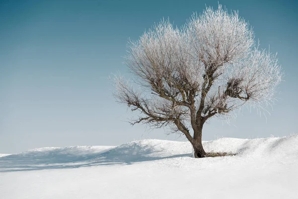 Un árbol en el cielo azul y nieve blanca en invierno, hermoso paisaje salvaje, concepto de la naturaleza — Foto de Stock