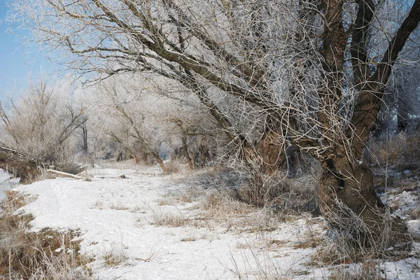 Heller Winterwald Mit Schnee Schöne Wilde Landschaft Mit Bäumen Und — Stockfoto