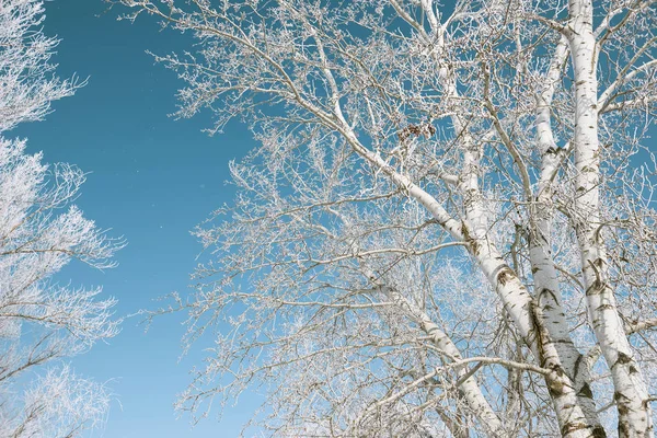 Branches avec neige sur fond bleu ciel, forêt d'hiver, beau paysage sauvage — Photo