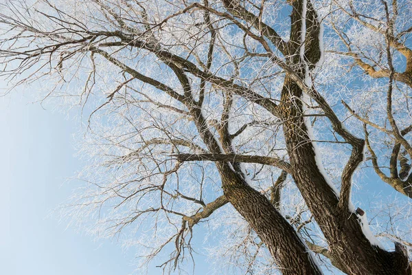 Ветви с снегом на фоне голубого неба в зимнем лесу, красивый дикий пейзаж — стоковое фото