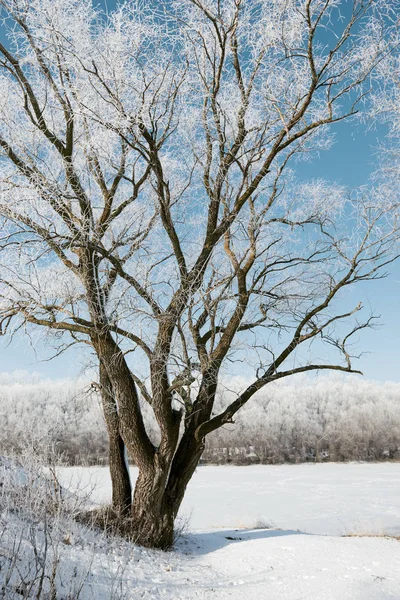 Forêt Hivernale Lumineuse Rivière Avec Neige Beau Paysage Sauvage Avec — Photo