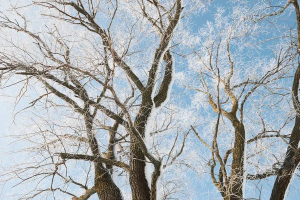 Branches Avec Neige Sur Fond Ciel Bleu Dans Forêt Hiver — Photo