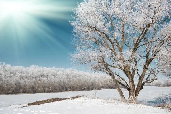 Sun Tree Winter Forest Blue Sky White Snow Beautiful Wild — Stock Photo, Image