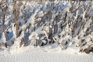 dalları arka plan veya kış manzara olarak kar kaplı