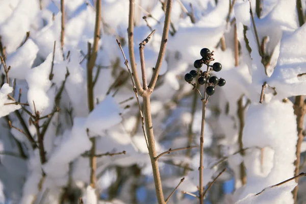 Neve coberto ramos como fundo abstrato ou paisagem de inverno — Fotografia de Stock