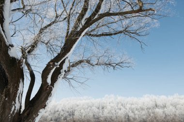 dalları ile kar mavi gökyüzü arka plan, kış orman, güzel Tabiat Manzarası