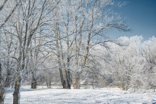 Forêt d'hiver, beau paysage sauvage avec neige et ciel bleu, concept nature — Photo