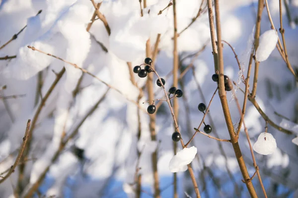 Schneebedeckte Zweige Als Abstrakter Hintergrund Oder Winterlandschaft — Stockfoto