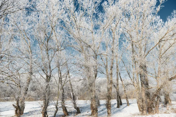 Forêt Hiver Beau Paysage Sauvage Avec Neige Ciel Bleu Concept — Photo