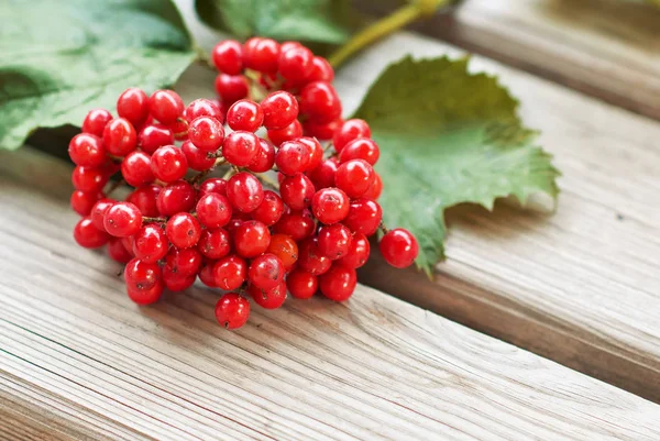 Bunch of viburnum with leaves on wooden background, fresh red berries. The concept of healthy eating. Natural organic food. — Stock Photo, Image