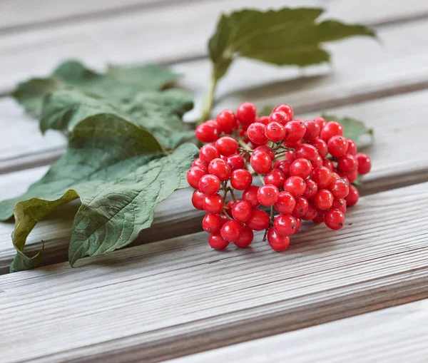 Bunch of viburnum with leaves on wooden background, fresh red berries. The concept of healthy eating. Natural organic food. — Stock Photo, Image