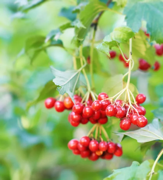 Bunch of viburnum on green leaves background, fresh red berries. The concept of healthy eating. Natural organic food. — Stock Photo, Image