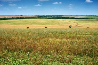 güzel bahar manzara, yeşil alan ve parlak bulutlu gökyüzü