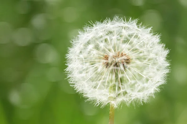 Un gran diente de león flor primer plano con fondo de hierba verde oscuro —  Fotos de Stock