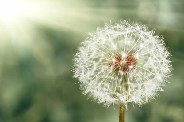 Πικραλίδα λουλούδι closeup στην άνοιξη, φωτεινό φως του ήλιου, φόντο πράσινο γρασίδι — Φωτογραφία Αρχείου