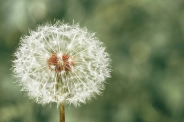 Karahindiba çiçek closeup Bahar, yeşil çim arka plan