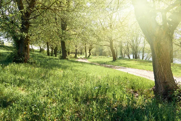 Skogen i våren, strålande sol, grönt gräs — Stockfoto