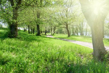 bright summer forest with sunlight at sunny day, beautiful landscape, green grass and trees clipart