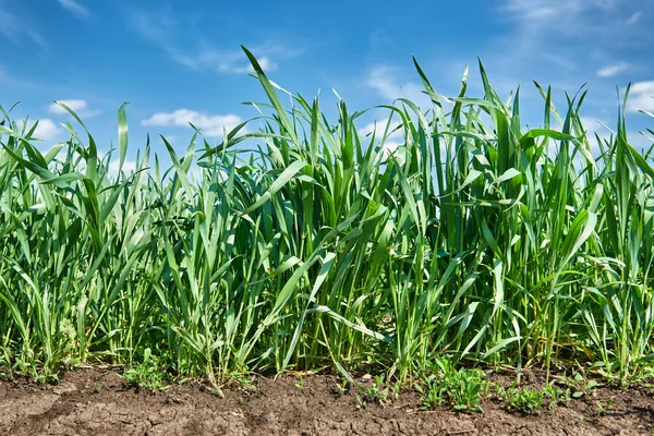 Seedlings of grain crops closeup, wheat field and blue sky, spring landscape — Stock Photo, Image
