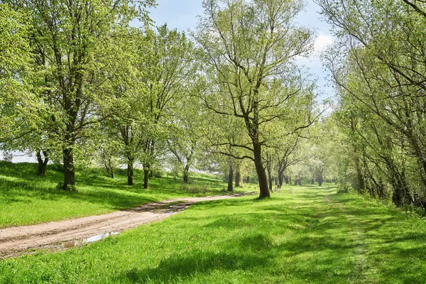 Jasné letní les na slunečný den, krásnou krajinu, zelenou trávu a stromy — Stock fotografie