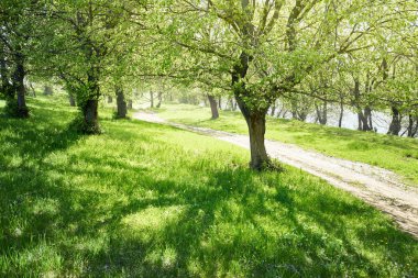 spring forest at sunny day, bright light and shadows on the gras clipart