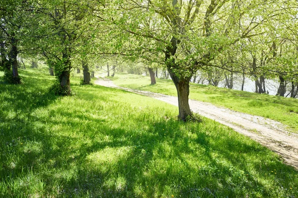 Frühlingswald an sonnigen Tagen, helles Licht und Schatten auf dem Gras — Stockfoto