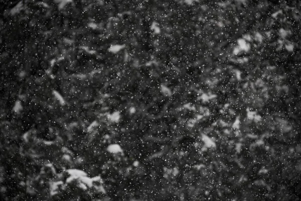 Foto z přírodního sněhu dopadající na tmavém pozadí, je dobré použít jako šablonu pro vytváření obrazy v překrytí nebo obrazovky režim vrstvy, zimní motiv — Stock fotografie