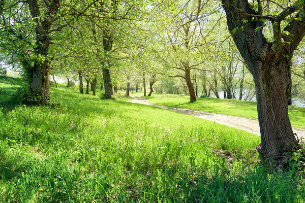 spring forest at sunny day, bright light and shadows on the gras